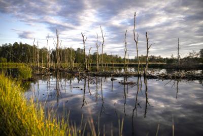 Swamp Tourism Continues To Connect Visitors With Louisiana’s Natural Environment And Cultural Heritage