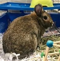 THUMPER-2-300×308