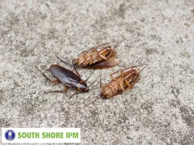 What is Integrated Pest Management? South Shore IPM Defines Smarter Pest Control Standards for Weymouth Residents