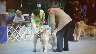 Eastern Shore Classic Dog Show Returns to Wicomico Civic Center Nov. 12-14