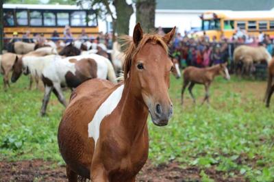 Photos: Chincoteague Pony Swim Through the Years