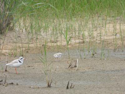 Stretch of Beach at Gordons Pond Reopens After Piping Plovers Die