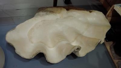 Man-Eating Clam Shells