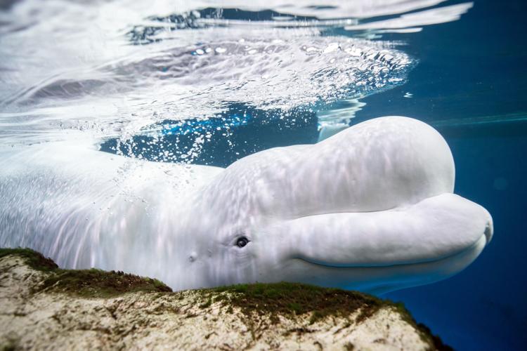 Chicago Whale Deaths