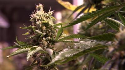 Maryland Names Medical Marijuana Growing/Processing Finalists