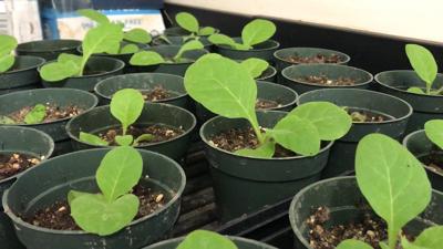 Agricultural Research and Education Center Coming to UMES