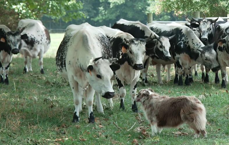 Pops Old Place cows