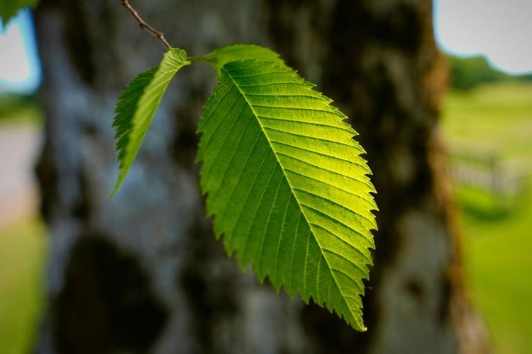 Bringing Back The Elm