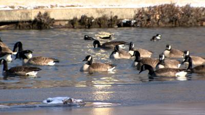 Geese in Pond