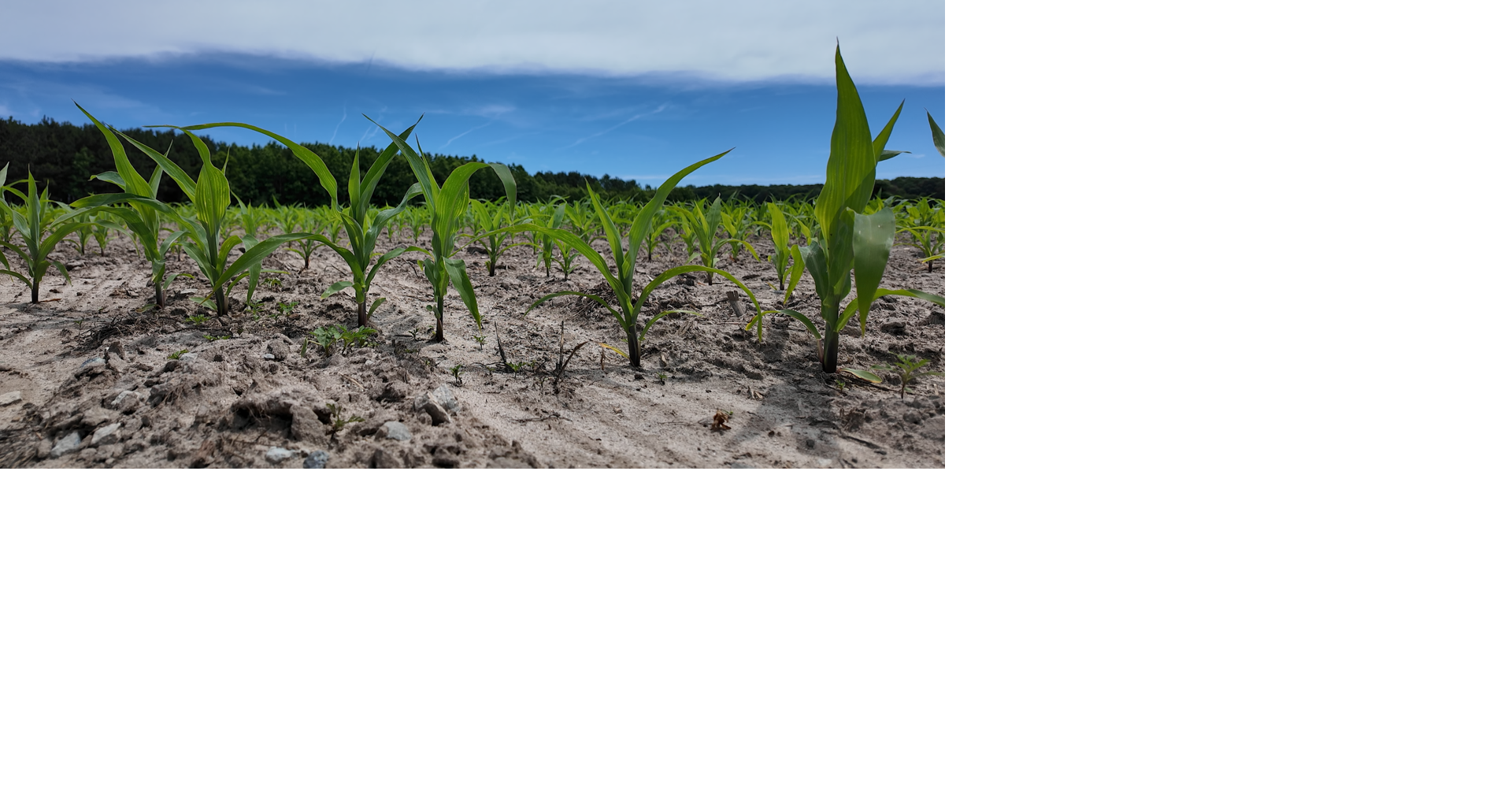 Dry conditions put pressure on Worcester County farms