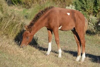 Assateague Stallion Euthanized After Being Hit by a Car Last Week