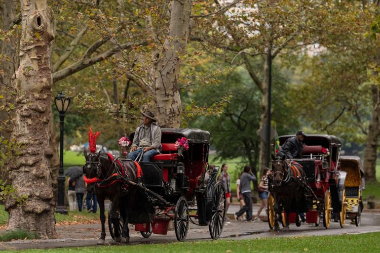 Central Park Horse Carriages
