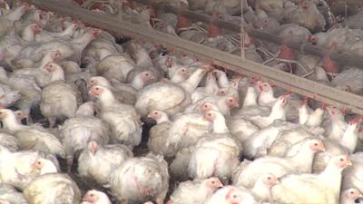 Maryland Supreme Court Rules State Chicken Farm's Ammonia Regulations Are Sufficient