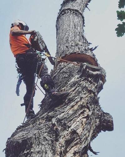 Arbor Safe Tree Service Redesigns Website to Better Serve Nampa Homeowners