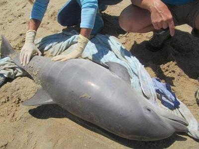 Unusually High Number of Dolphins Wash up Dead in Delaware