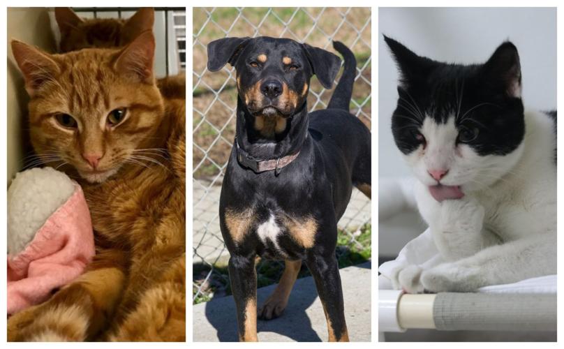 Pet Connect – February 14, 2020