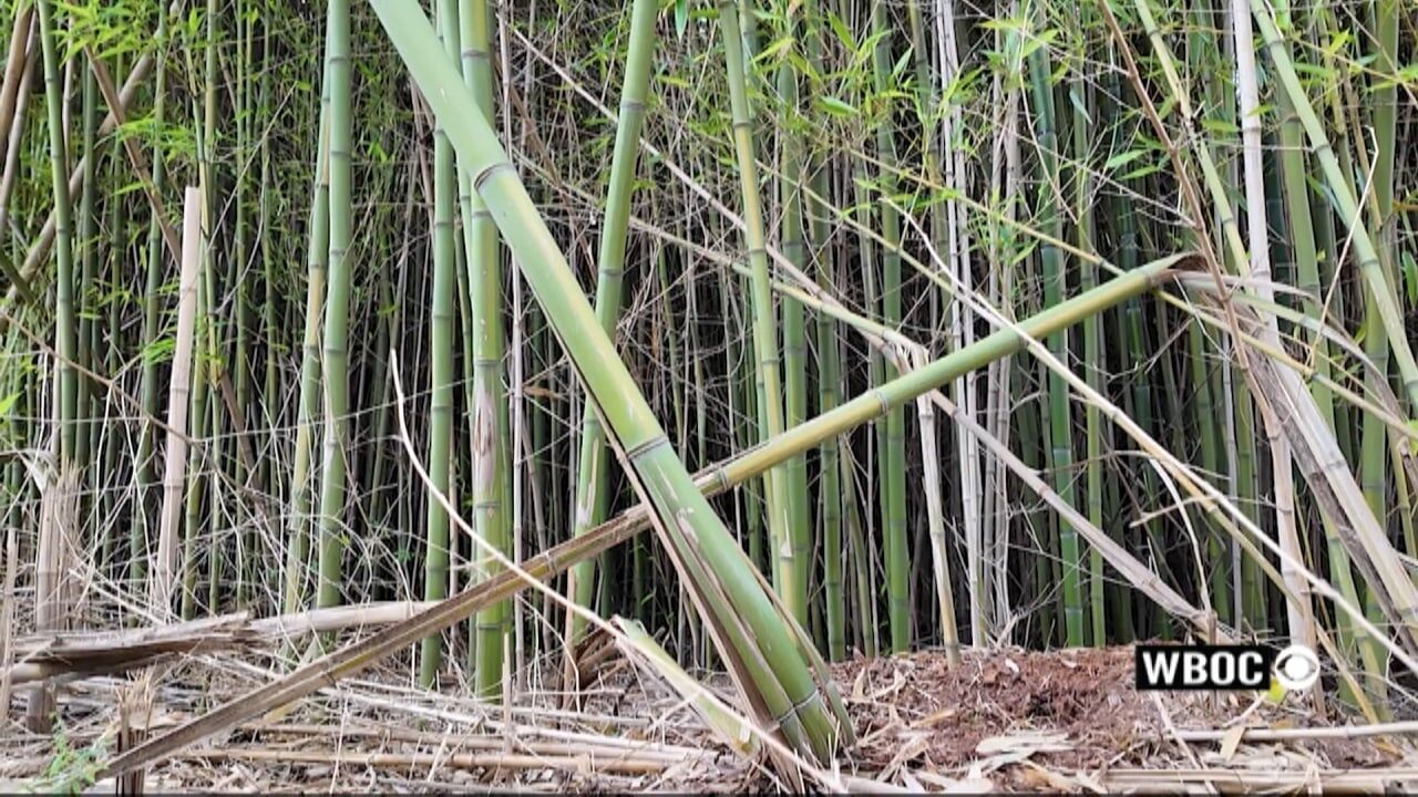 Wicomico County Leaders are Looking to Address a Growing Bamboo Problem