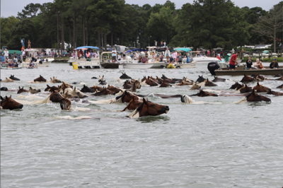 Chincoteague Pony Swim 2025