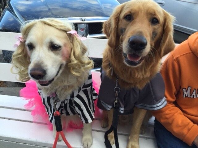 Chase is a five year old Golden Retriever, dressed as a WIDE RETRIEVER. His mother MADISON seven years old, dressed as a RUFFEREE.  They were in their costumes for about six hours. Wig and all. 2