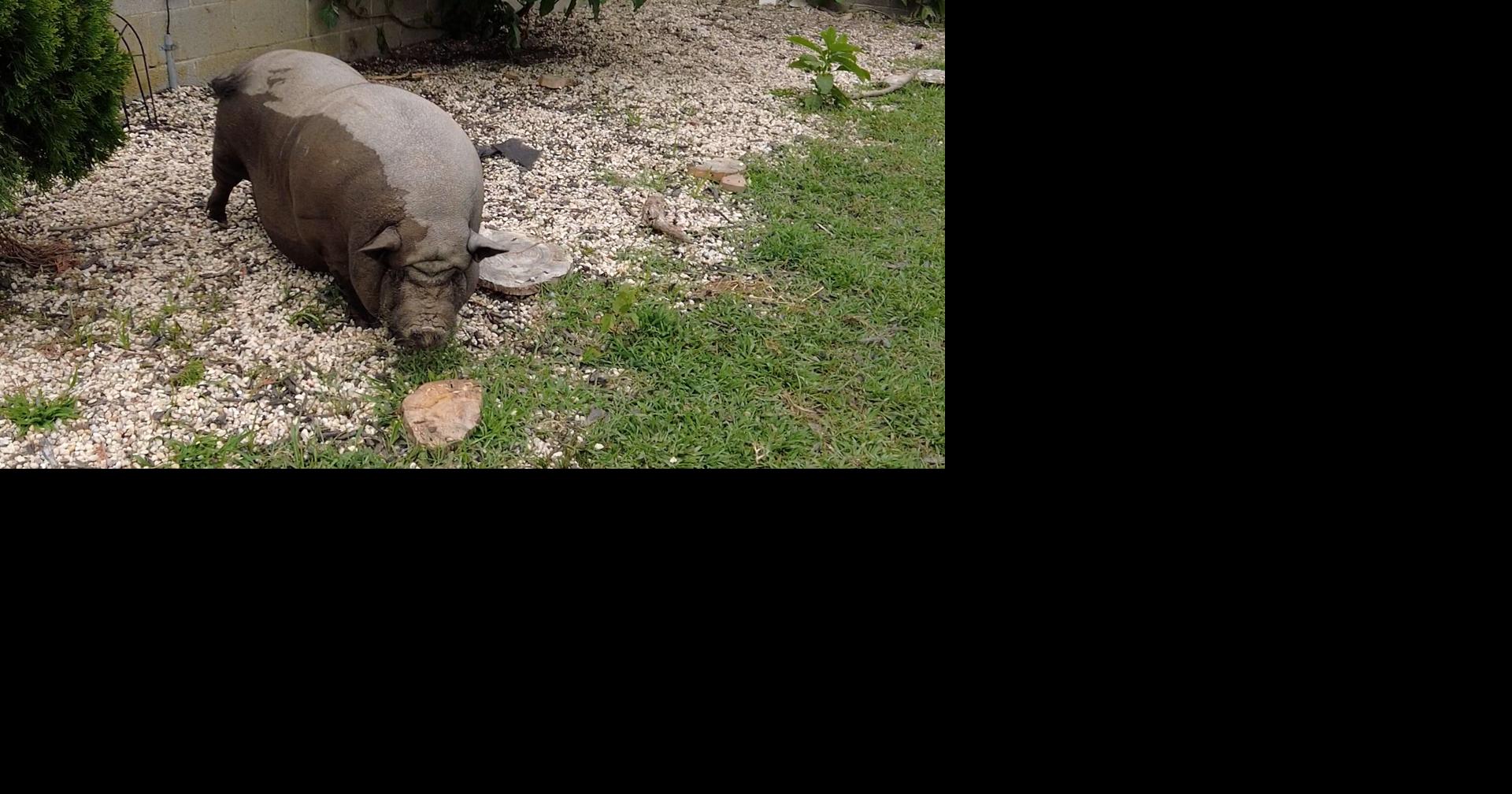 Delaware Labels Potbellied Pig Invasive, Prompts Permit Requirement and ...
