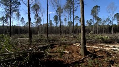 Loblolly Pine