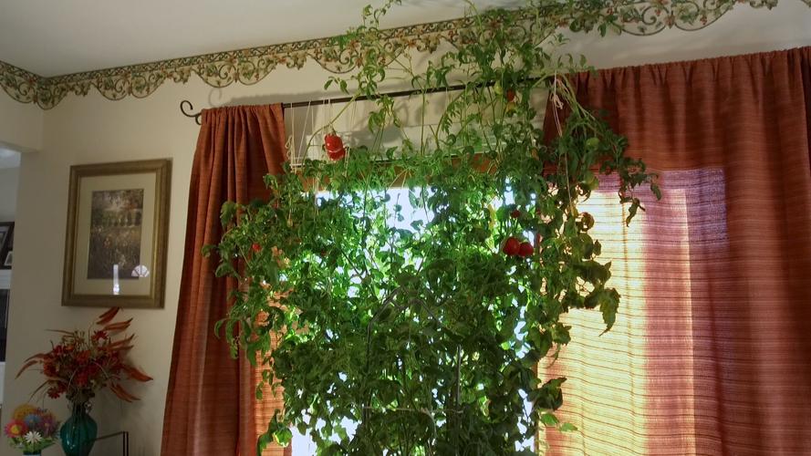 TOMATO BROLL.00_07_54_09.Still002