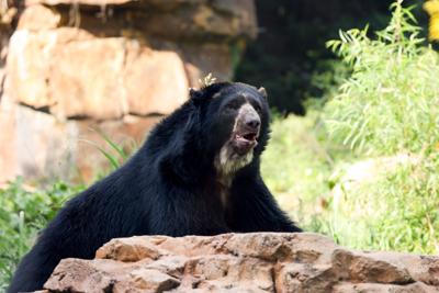 Pinocchio the Andean Bear