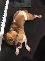 WIGGLES-3