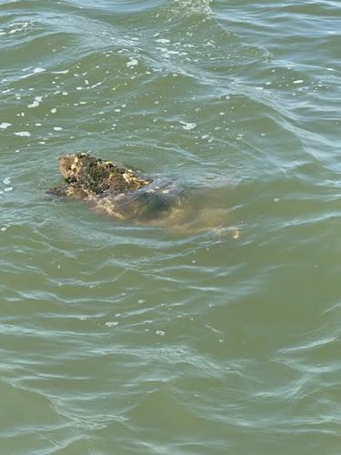 MERR SEA TURTLE.jpg