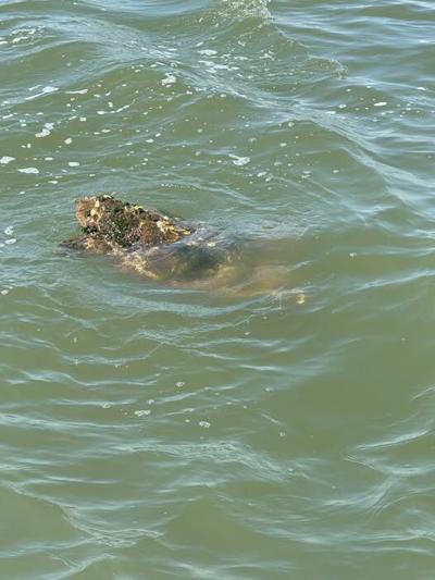 MERR SEA TURTLE.jpg