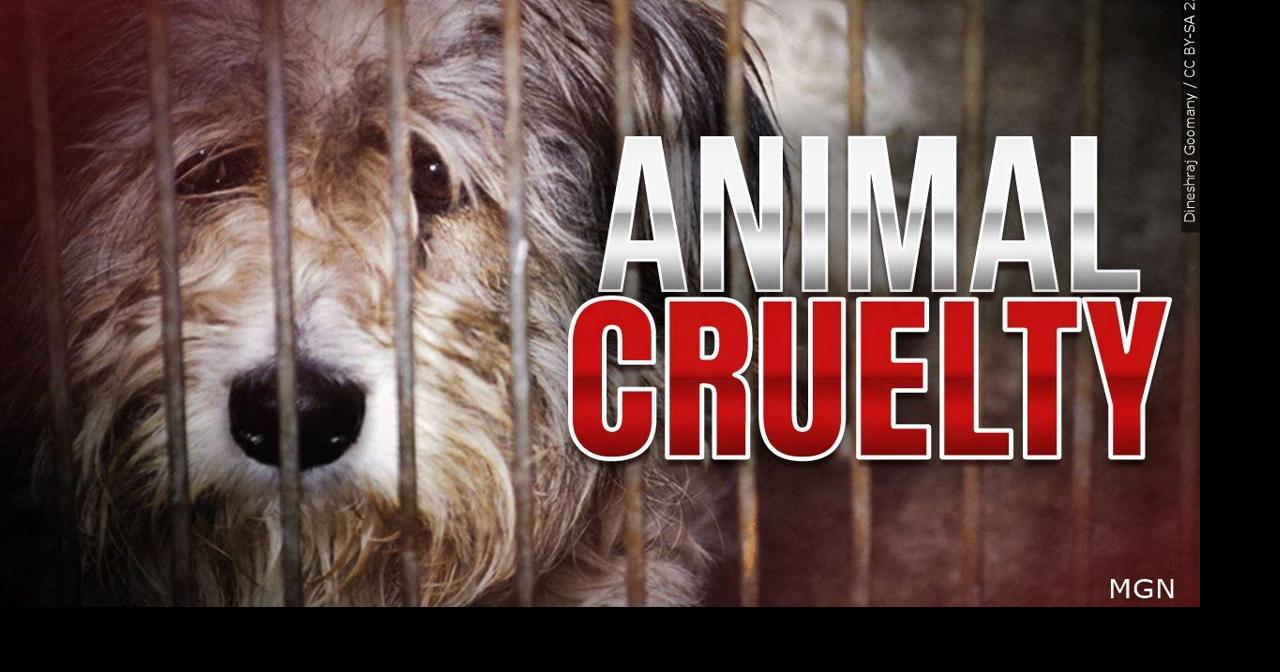 Proposed Delaware law would ban pet ownership for life after numerous animal cruelty violations