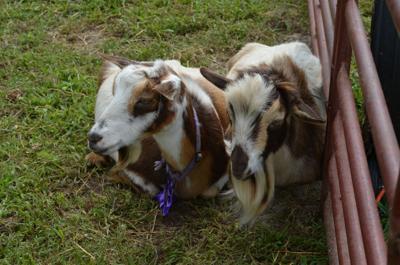 Petting Farm