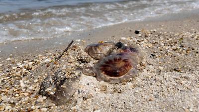 Jellyfish