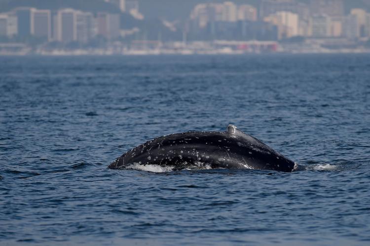 Brazil Humpback Whales