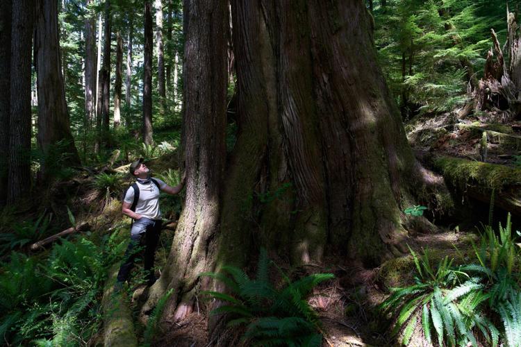 Climate Canada Deforestation