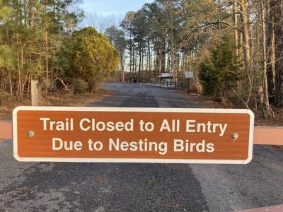 blackwater wildlife bald eagles.jpg