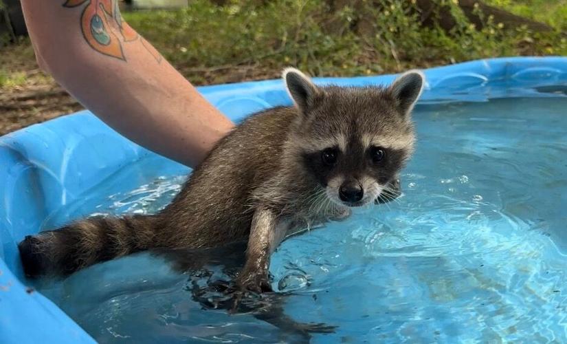 Raccoon Boot Camp
