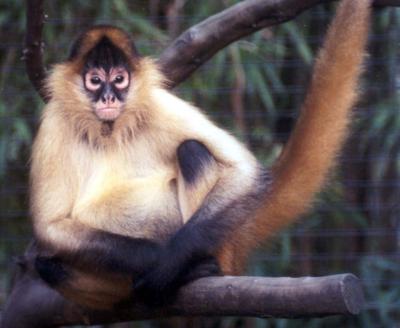 Salisbury Zoo's 25-year-old Female Spider Monkey Passes Away