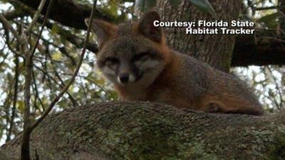 Bill to Manage Grey Fox Turns into Legislative Battle