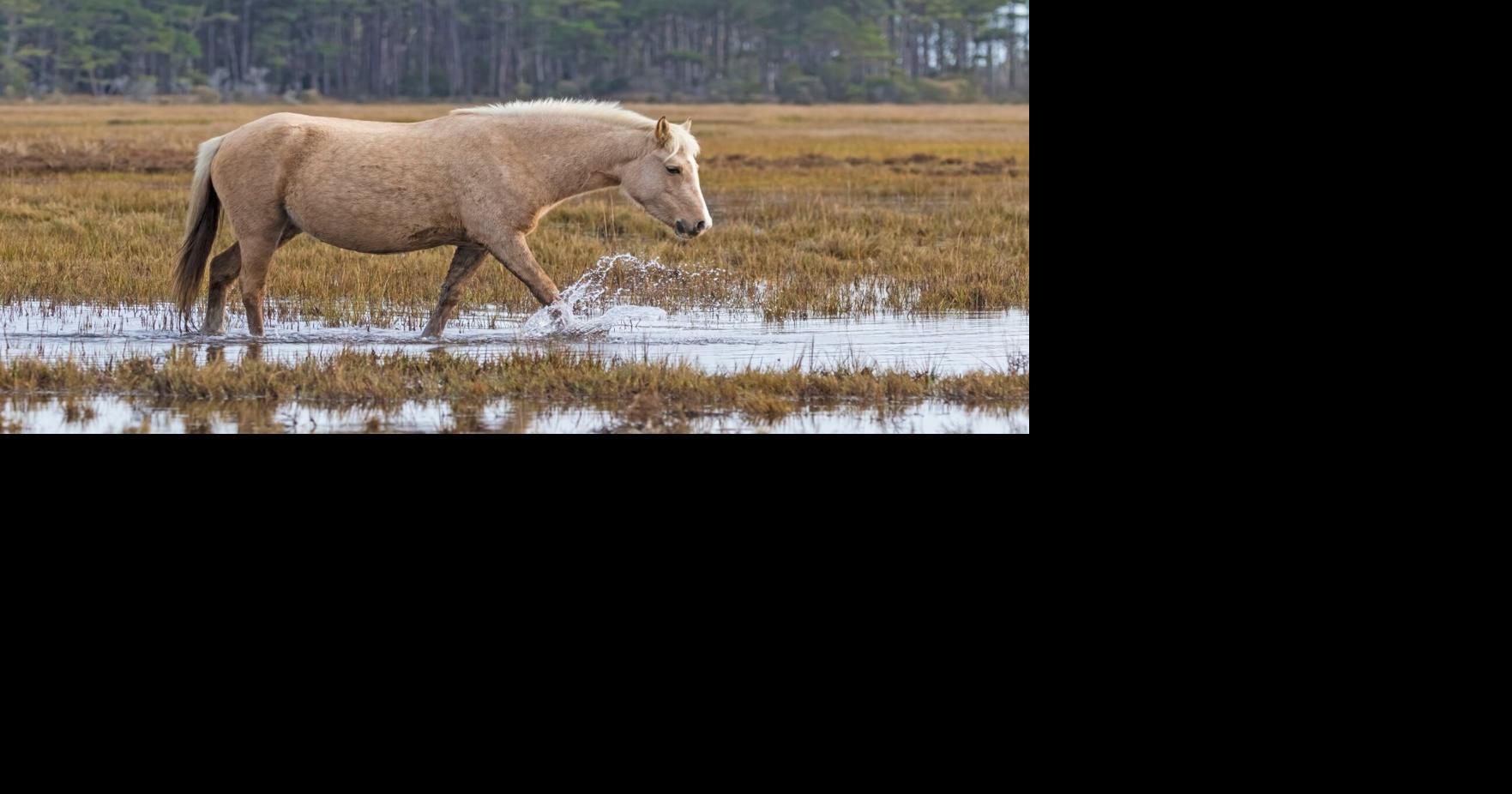 Update: Saltwater Cowboys confirm missing mare dead