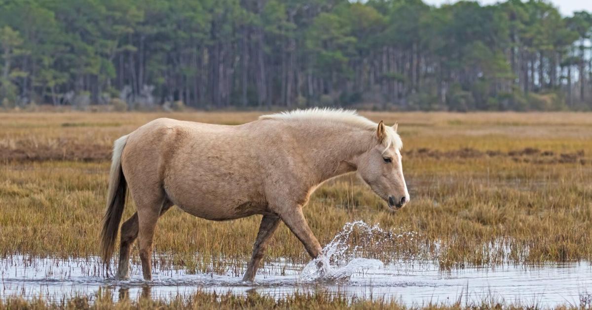 Update: Saltwater Cowboys confirm missing mare dead