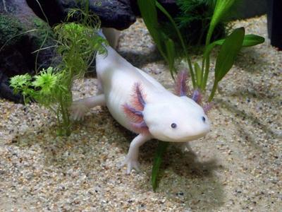 An axolotl in an aquarium