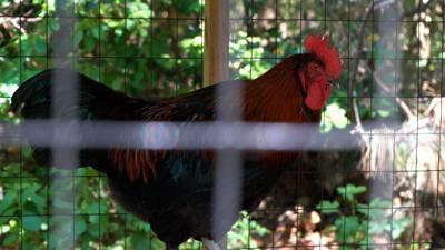 Backyard Chicken Flock