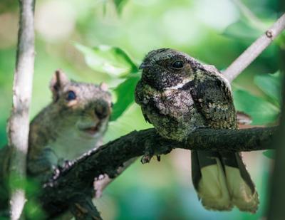 The 2026 Maryland Natural Resource Photo Contest winner "Right Behind You," by Kyle Smith. It shows an Eastern whip-poor-will perched on a branch as a squirrel approaches from behind.