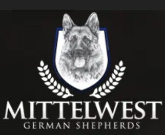 German Shepherd Puppies Training Program Available For New Owners In Wonder Lake IL