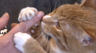 can you declaw a cat in virginia
