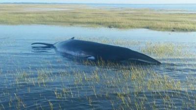 Dead Minke Whale Found in Marsh on Virginia's Eastern Shore