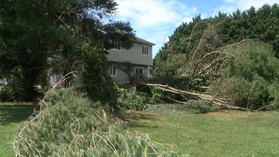 Isaias Downs Trees, Signs and Wires in Delaware Beach Communities