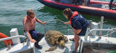 seaturtlerescue0706_2.jpg