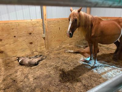 An abandoned foal rests in front of adoptive mom EJ